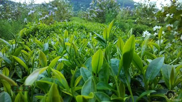 清遠(yuǎn)擎畫(huà)茶業(yè)藍(lán)圖 英德紅茶劍指“中國(guó)紅茶第一品牌”，百萬(wàn)畝產(chǎn)區(qū)蓄勢(shì)待發(fā)