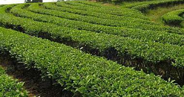茶樹(shù)種植方法及移栽后管理指南